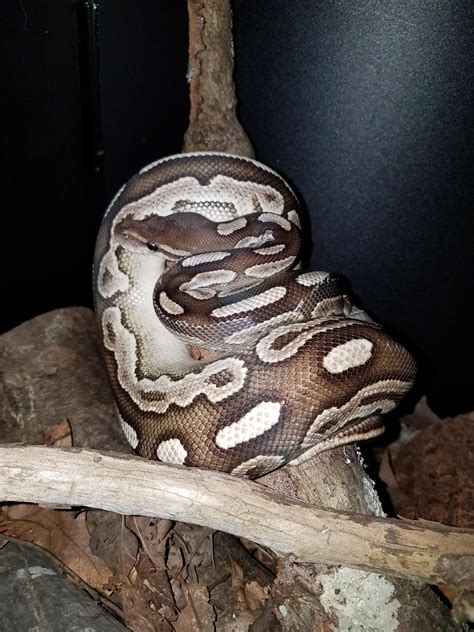 Image result for Ball Python On Tree