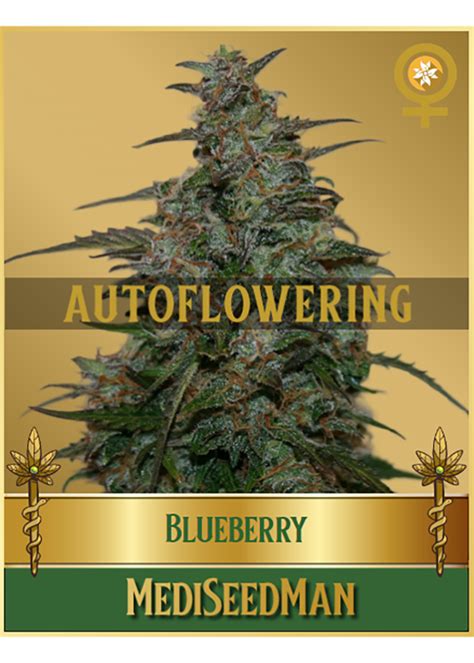 Afbeeldingsresultaten voor Autoflower Weed