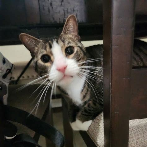 Image result for Snik Cat