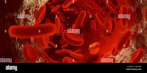 Normal Red Blood Cells Under Microscope-साठीचा प्रतिमा निकाल