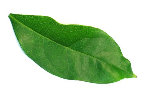 Leaf Segmentation Python に対する画像結果