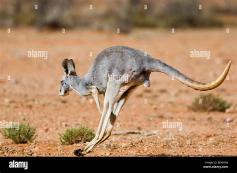 Image result for Hopping Animals