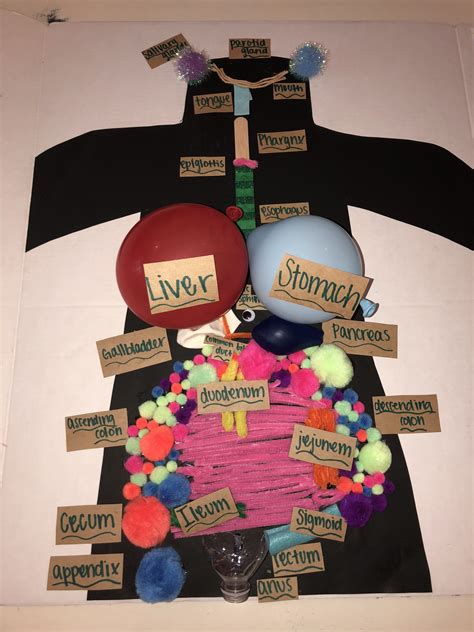 Image result for Human Body Systems Project Example