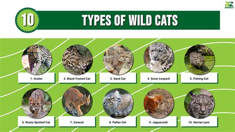 Different Types of Cats に対する画像結果