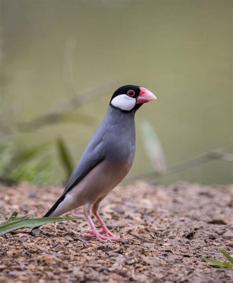 Afbeeldingsresultaten voor Java Sparrow Colors