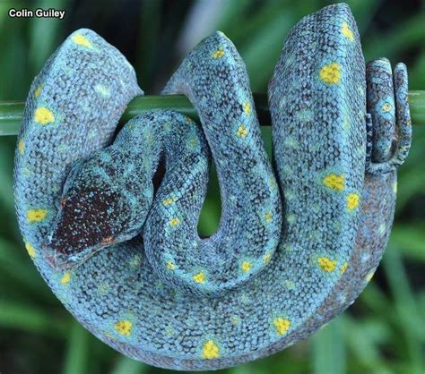 Image result for Rainbow Green Tree Python
