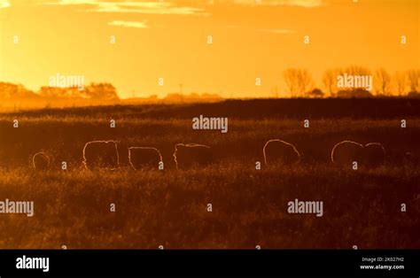 Afbeeldingsresultaten voor Sheep Cattle in Field