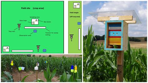Image result for Scan Sampling Method in Pollinators
