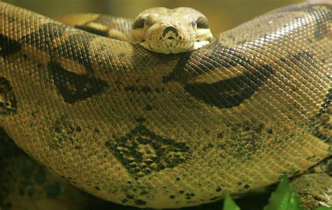 Image result for Python E Eating