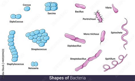 Different shapes of bacteria chart for education in microbiology ...