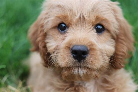 Cavapoo Puppies Breeders に対する画像結果