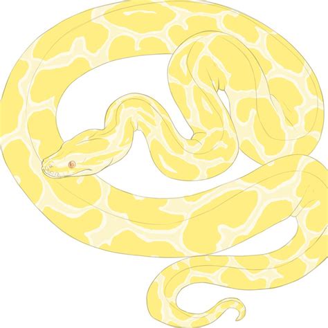 Image result for How to Draw a Realistic Burmese Python