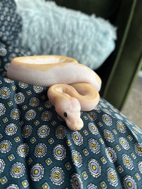 Image result for Ball Python Fire