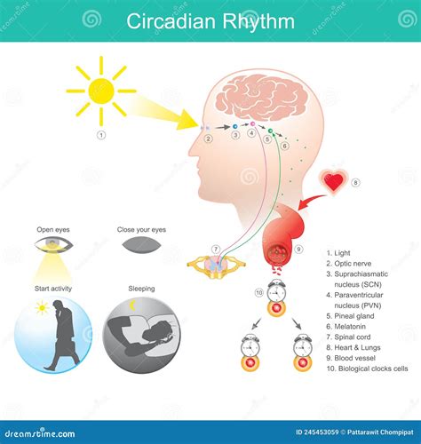 Toradh íomhá ar Suprachiasmatic Nucleus Circadian Rhythm