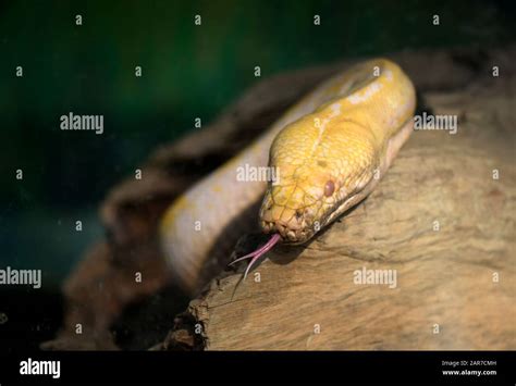 Image result for Burmese Python Cincinnati Zoo