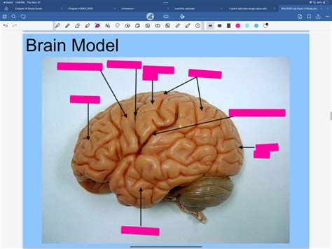 Image result for Brain Model Description Card