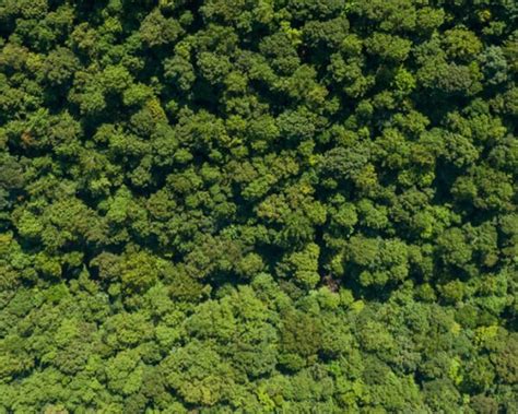 Image result for Reforestation Ireland Map