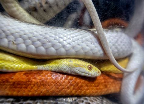 Image result for Brilliant Python