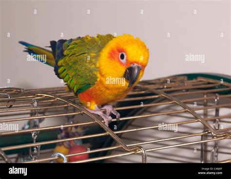 Image result for Sun Conure Bed