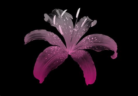 Toradh íomhá ar Lily Brush