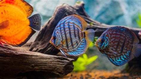 Image result for Discus Fish Care