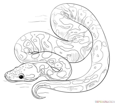 Image result for Drawinf of a Burmese Python
