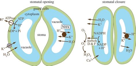 Image result for Stomata and Guard Cells Simple Diagram