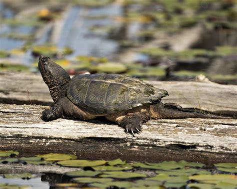 Snaping Turtle Side View に対する画像結果