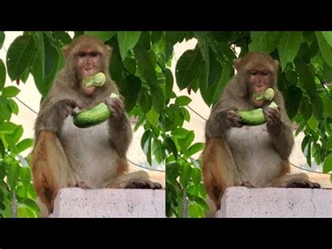 Toradh íomhá ar Jungle Village Monkeys