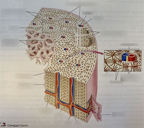 Examples of Compact Bone に対する画像結果
