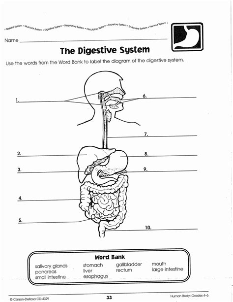 Toradh íomhá ar Digestive System Worksheet Answer Key