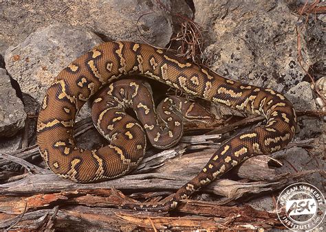 Image result for Anchieas Dwarf Python