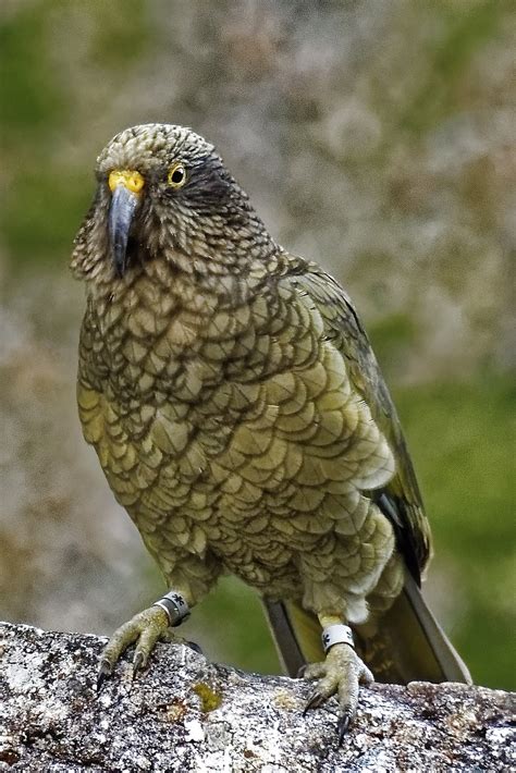 Image result for Pet Kea