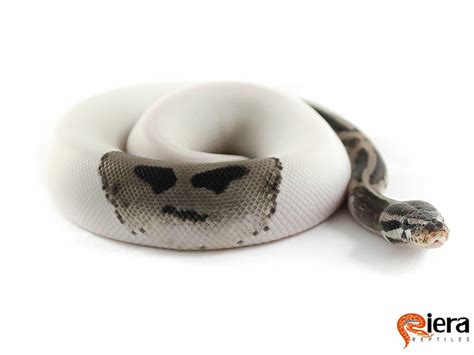 Image result for Pied X Axanthic Ball Python