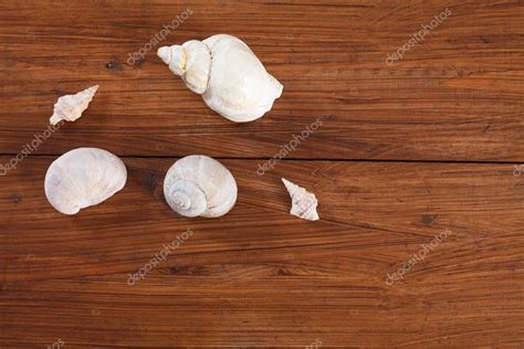 Image result for Sea Shell Shape