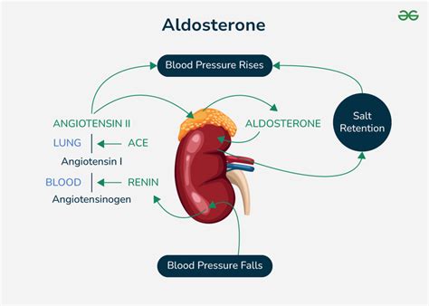Afbeeldingsresultaten voor Aldosterone