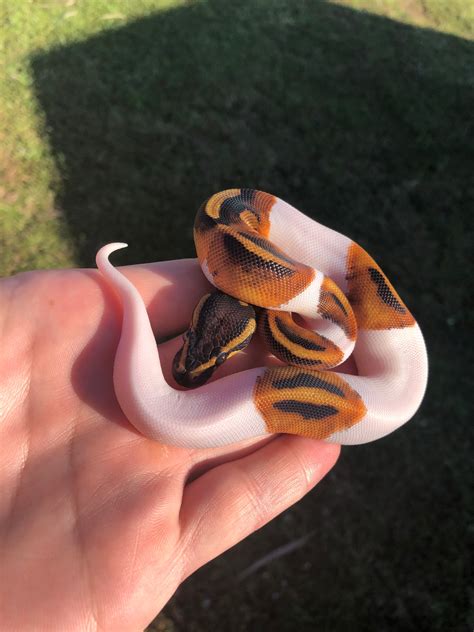 Image result for YB Ball Python