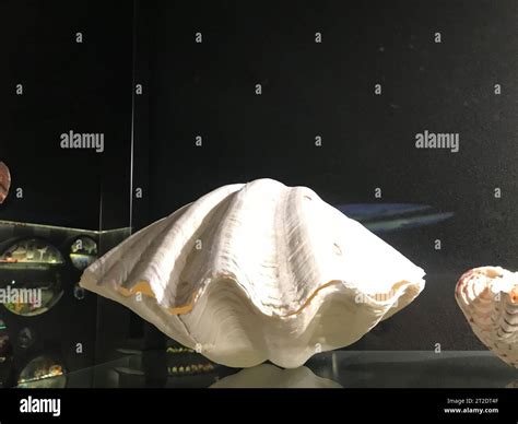 Toradh íomhá ar Large Sea Shells