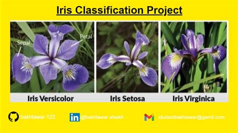 Image result for Iris Dataset Classification Using Knn