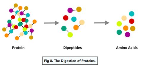 Afbeeldingsresultaten voor Lipid Enzyme