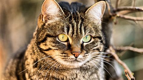 Image result for Cat Smashing a Computer GIF