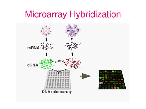 DNA Microarray Hybridization に対する画像結果