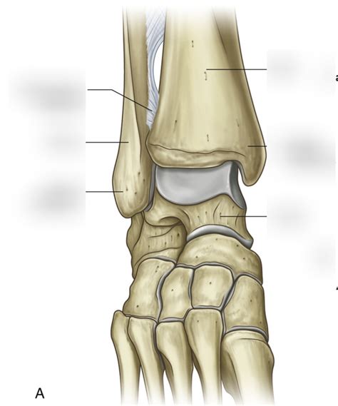 Image result for Subtalar Joint Anatomy