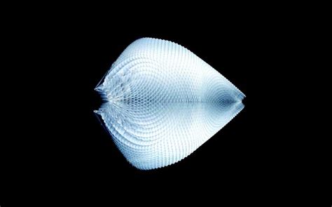 Image result for Simplex Contour