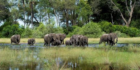 Image result for Okavango Elephants