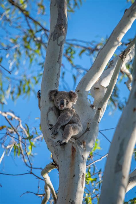 Koala Sitting in Tree No Background に対する画像結果