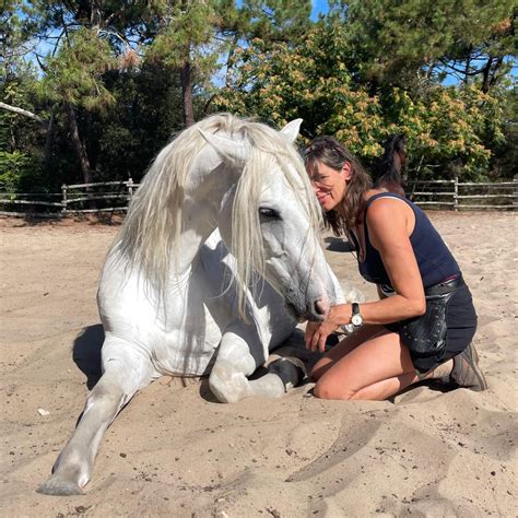 Image result for Cheval Ami