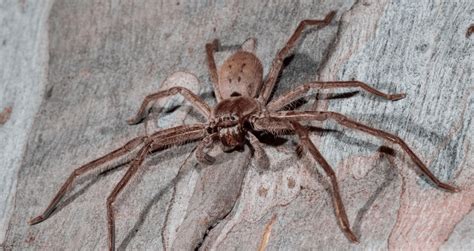 Image result for Huntsman Spider Arizona