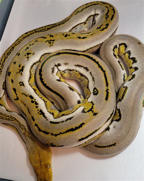 Image result for Platinum Reticulated Python