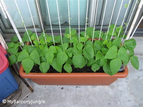 Image result for Growing Runner Beans in Containers